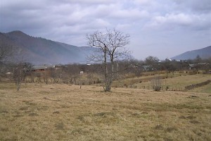 Plot
