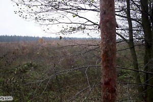 Views from site