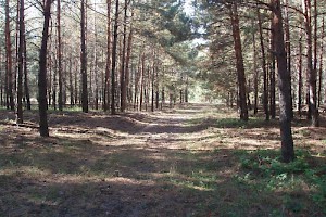 Woods
