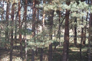 Woods