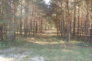 Woods