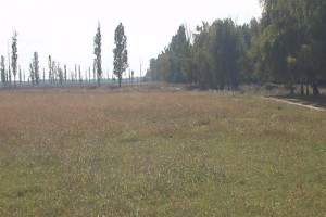 Building plots