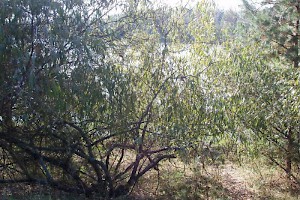 Trees