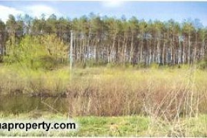 Nearby wood