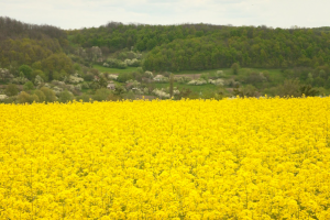 Fields outside village